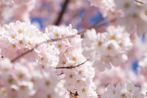 stänga upp av de blomning körsbär träd i de vår foto