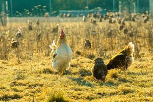tupp och kycklingar på fältet med torrt gräs foto