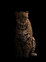 jaguar i mörkret foto