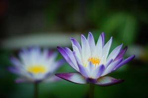 vacker näckros eller lotusblomma i sjön foto