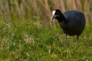 sothöns, fulica atra närbild vild vattenfågel i en sjö, simning, tidig vår, vilda djur i naturparken mallorca spanien foto