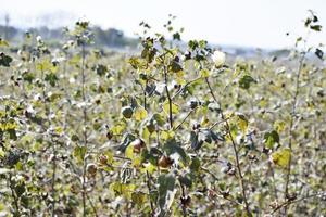 odling av bomull och bomullsfält foto