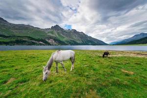 hästar på en stor äng nära en sjö i bergen foto