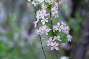 ett blommande äppelträd i bladverket. selektiv inriktning. foto