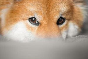 skön brun hund ögon. shiba inu valp utseende upp. japansk röd hund. foto