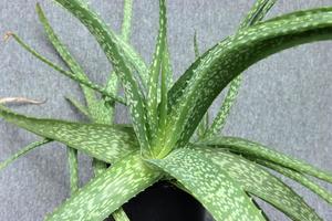 aloe vera blad tropiska gröna växter tolererar varmt väder närbild selektiv inriktning urban foto