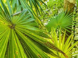 tropiska palmer kokosnötter blå himmel i tulum Mexiko. foto