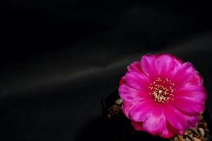 lobivia hybridblomma rosa, det växt typ av kaktus kaktus ståndare den gula färgen är echinopsis finns i tropiska, närbild foto