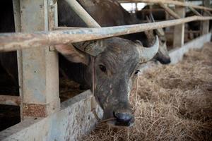 buffel på jordbruk foto