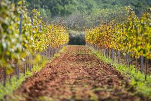 vingård, sant mateu de la albarca i ibiza, islas baleares, Spanien foto