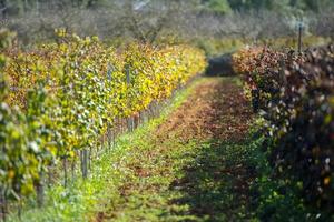 vingård, sant mateu de la albarca i ibiza, islas baleares, Spanien foto