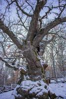 500 år gammal ek i snöig fjäll, quercus petraea foto