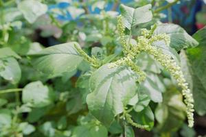 selektivt fokus på vild spenat eller dra ut grön blommor, vetenskaplig språk är kallad amaranthus viridis foto