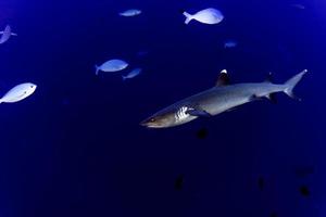 maldiverna vit dricks rev haj redo till ge sig på under vattnet foto