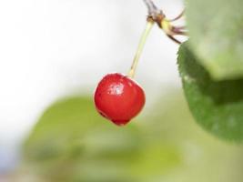 svart körsbär röd frukt foto