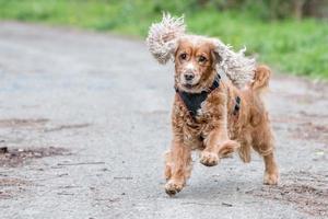 Lycklig valp hund löpning till du foto