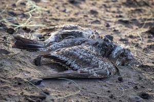 död- fågel instängd i fiske netto foto