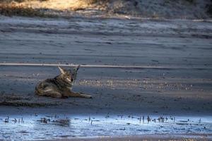 prärievarg på de sand i baja kalifornien foto