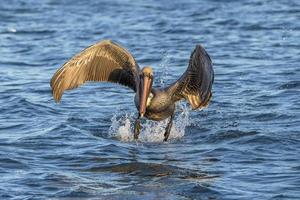 pelikan medan flygande på solnedgång foto