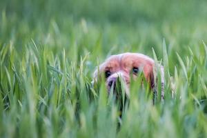 Lycklig valp hund löpning till du foto