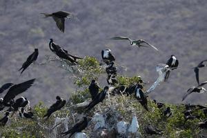 galapagos drummel röd hals bo i cortez hav baja kalifornien sur mexico foto