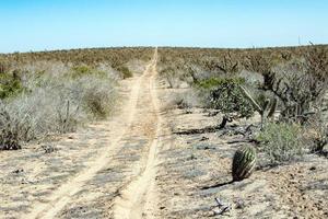 baja kalifornien öken- ändlös väg landskap se foto