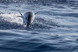 randig delfin medan Hoppar i de djup blå hav foto