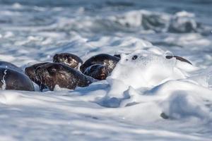 bebis nyfödd hav lejon på de strand foto