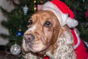 santa klädd hund cockerspaniel spaniel foto