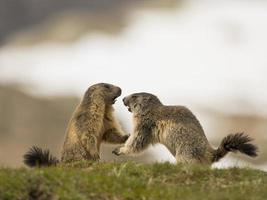 två murmeldjur groundhog medan stridande foto