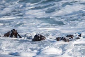 bebis nyfödd hav lejon på de strand foto