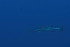 barracuda isolerat på blå under vattnet medan dykning maldiverna foto
