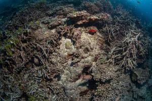 rev död- korall blekning i indonesien foto