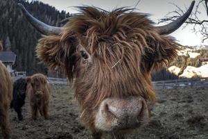 highlander skottland hårig ko frysta näsa foto