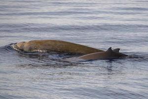 mor och bebis kalv cuvier gås näbbade val delfin ziphius cavirostris foto