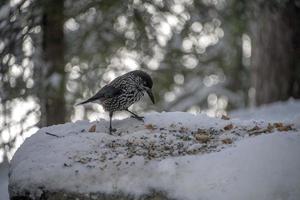 stare fågel vinter- snö bakgrund äter mat foto