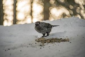 stare fågel vinter- snö bakgrund foto