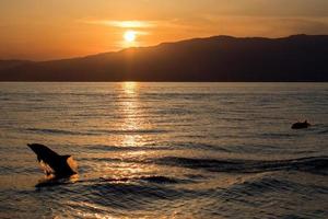 delfin silhuett medan Hoppar i de hav på solnedgång foto