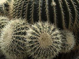 kaktus stänga upp detalj foto