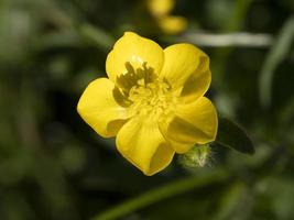 gul smörblomma blomma makro foto