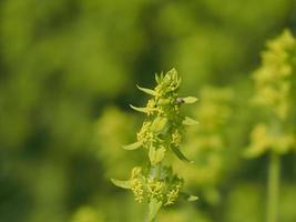 cruciata laevipes växt isolerat på grön foto