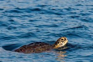 sköldpadda nära sipadan vit sand strand tropisk turkos paradis foto