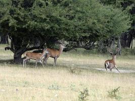 europeisk rådjur porträtt i sommar foto