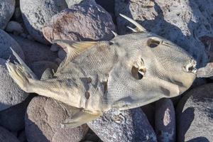 död fisk på stranden foto