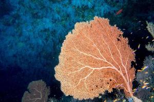 gorgonia mjuk korall i de svart bakgrund foto