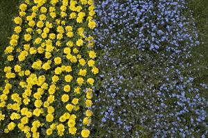 ukraina flagga tillverkad av blommor foto