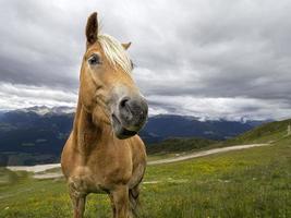 brun rolig häst porträtt foto