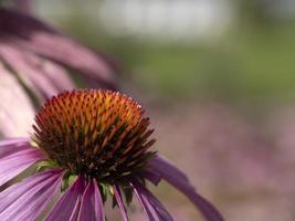 echinacea växt blomma stänga upp foto