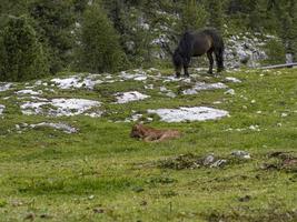 bara född bebis ko avkopplande i dolomiter foto