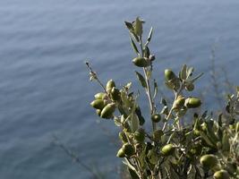 jordgubb frukt träd i liguria, Italien foto